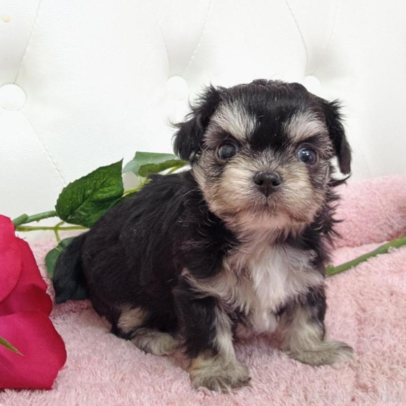 販売中の埼玉県のミックス犬-456718の17枚目