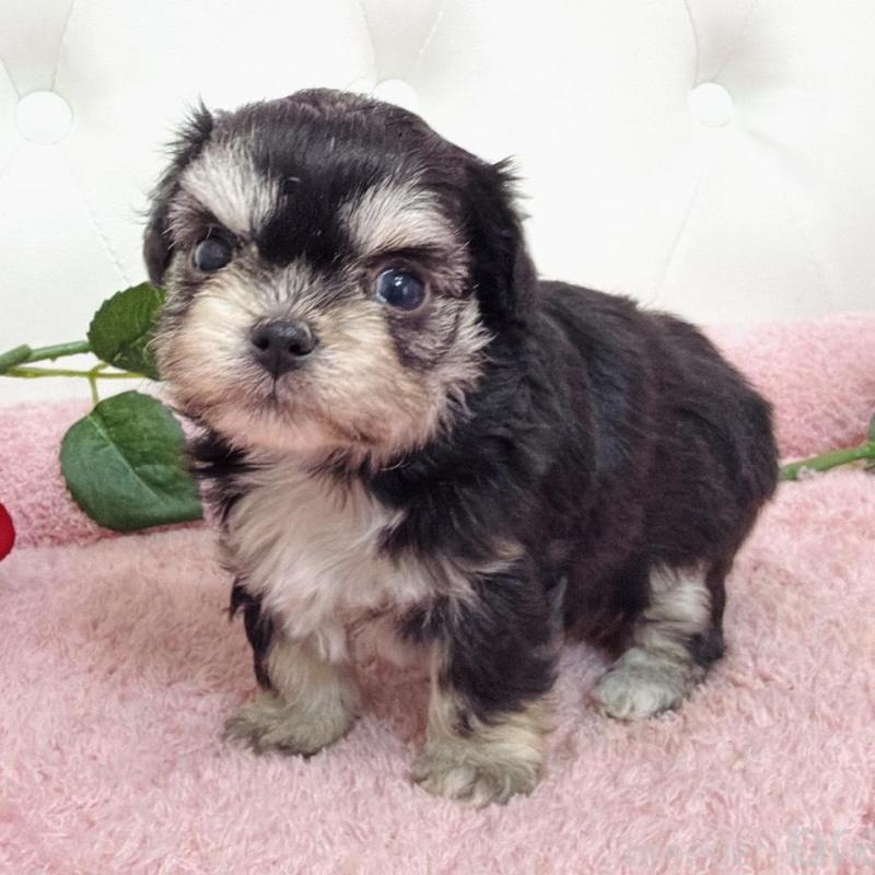 販売中の埼玉県のミックス犬-456718の16枚目