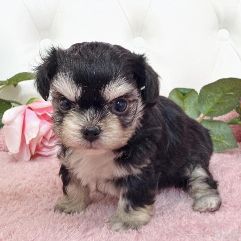 販売中の埼玉県のミックス犬-456718の15枚目