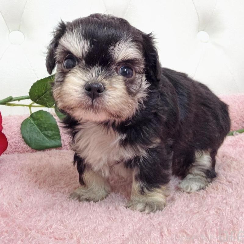 販売中の埼玉県のミックス犬-456718の14枚目