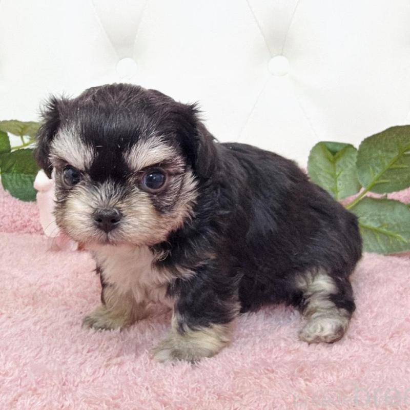 販売中の埼玉県のミックス犬-456718の13枚目