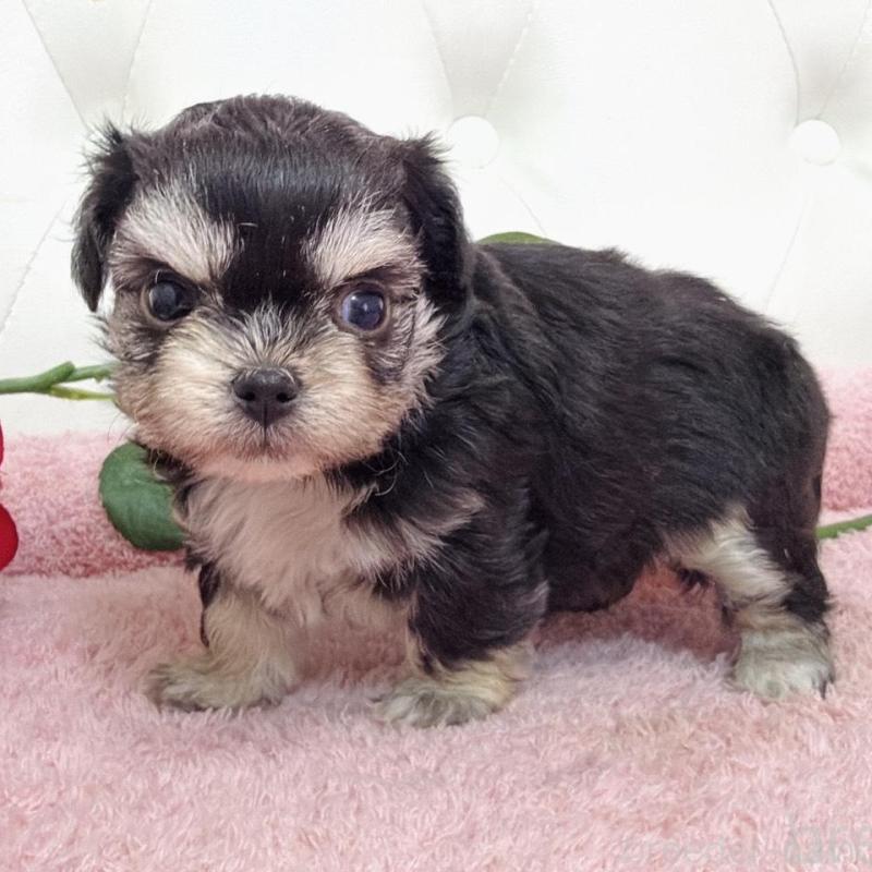 販売中の埼玉県のミックス犬-456718の12枚目