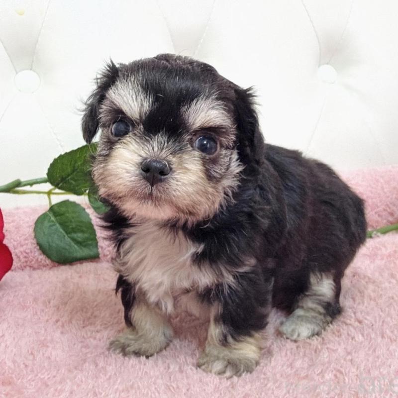 販売中の埼玉県のミックス犬-456718の11枚目