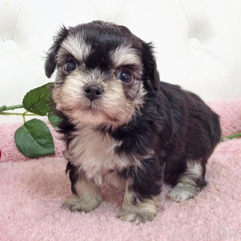 販売中の埼玉県のミックス犬-456718の10枚目