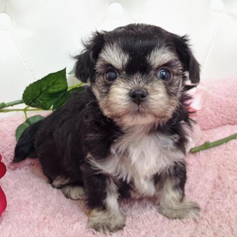 販売中の埼玉県のミックス犬-456718の9枚目