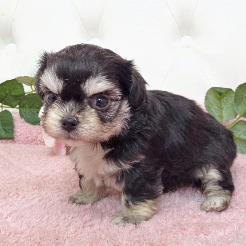 販売中の埼玉県のミックス犬-456718の8枚目