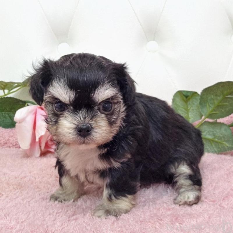 販売中の埼玉県のミックス犬-456718の7枚目