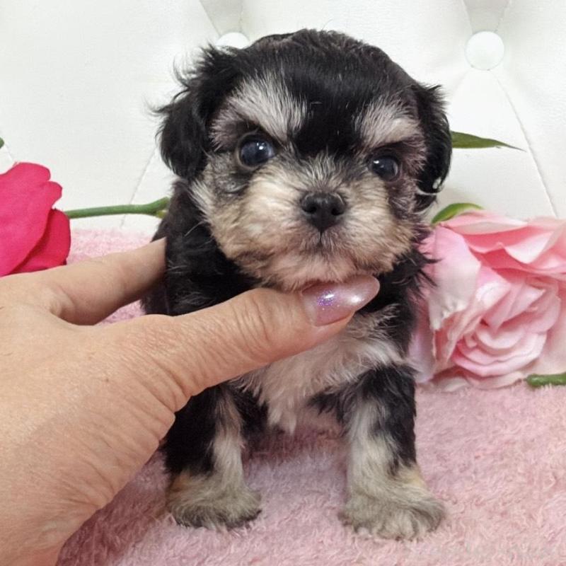 販売中の埼玉県のミックス犬-456718の6枚目