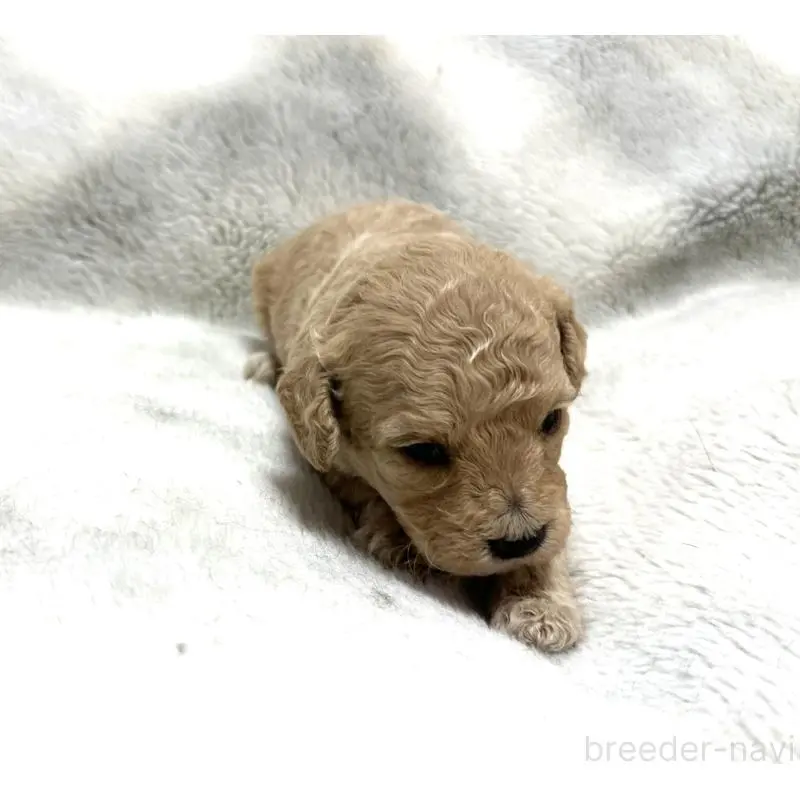 販売中の三重県のタイニープードル-456719の5枚目