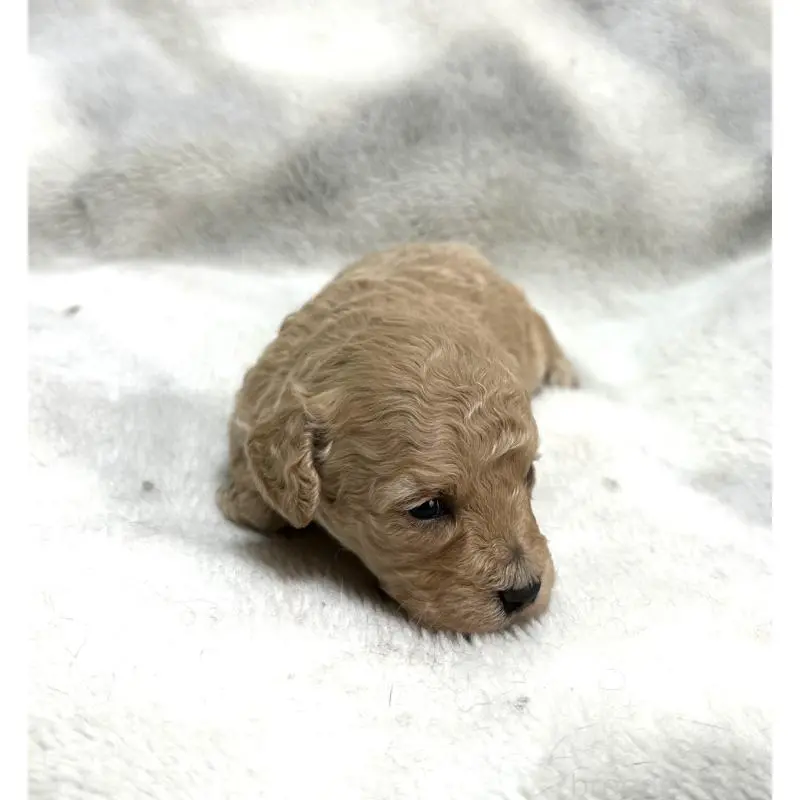 販売中の三重県のタイニープードル-456719の4枚目