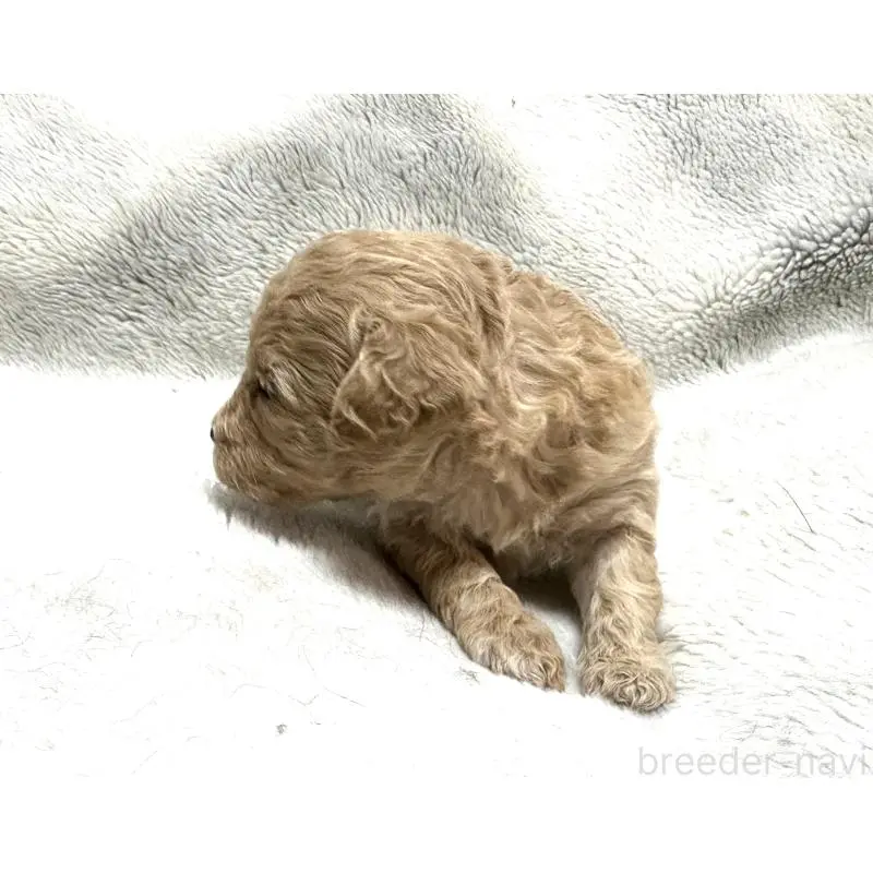 販売中の三重県のタイニープードル-456719の3枚目