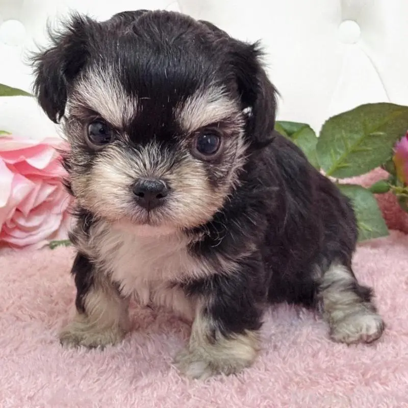 販売中の埼玉県のミックス犬-456718の5枚目