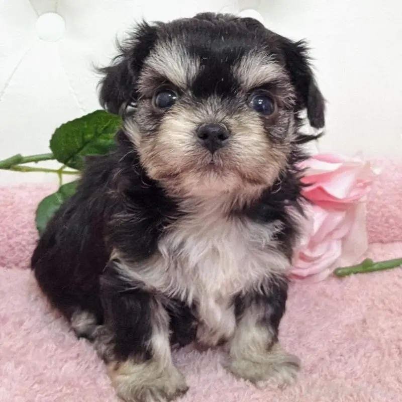 販売中の埼玉県のミックス犬-456718の4枚目