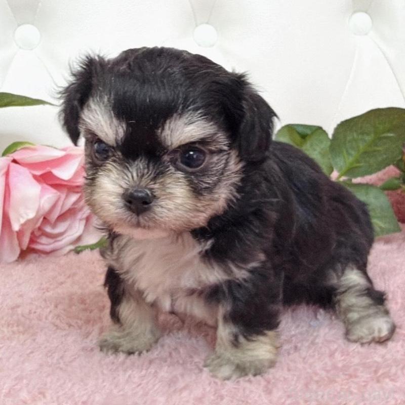 販売中の埼玉県のミックス犬-456718の3枚目