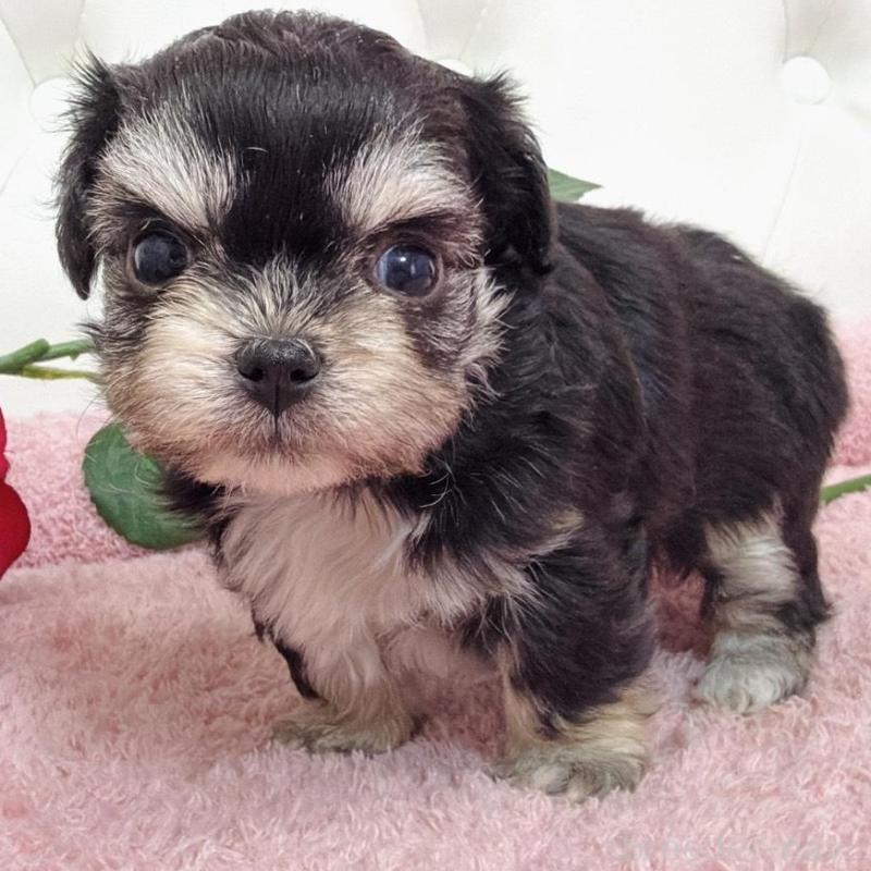 販売中の埼玉県のミックス犬-456718の2枚目