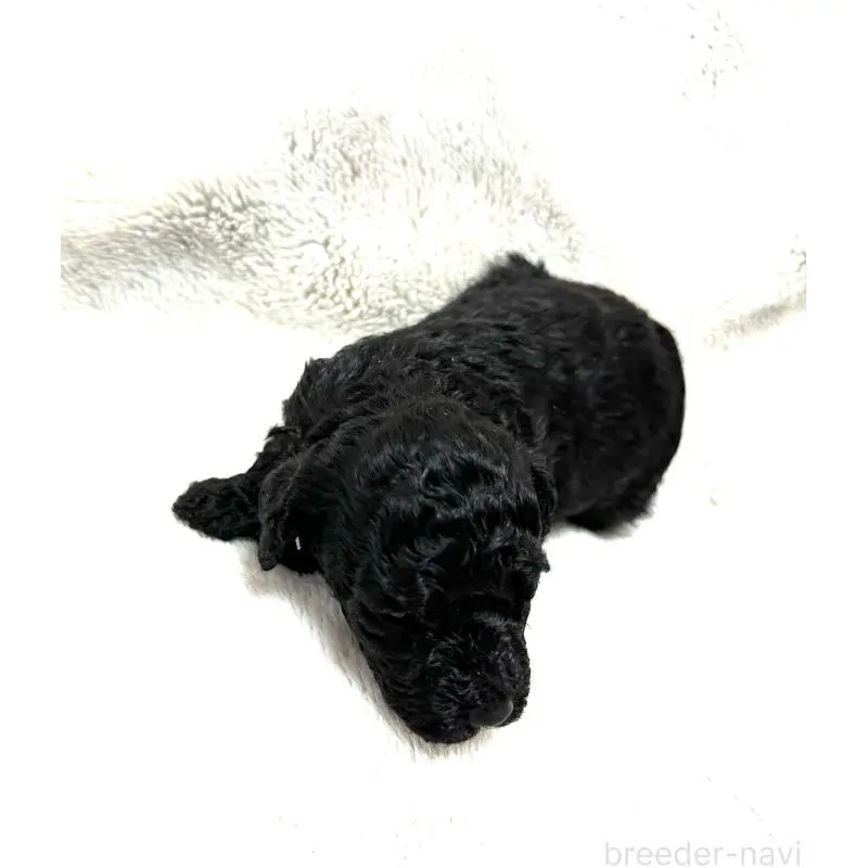 販売中の三重県のタイニープードル-456720の4枚目