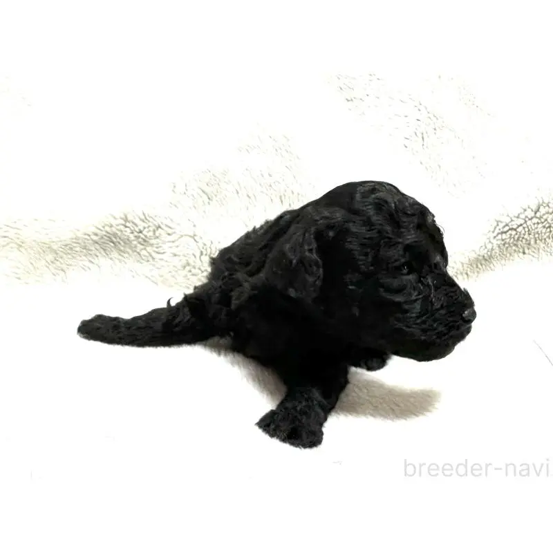 販売中の三重県のタイニープードル-456720の3枚目