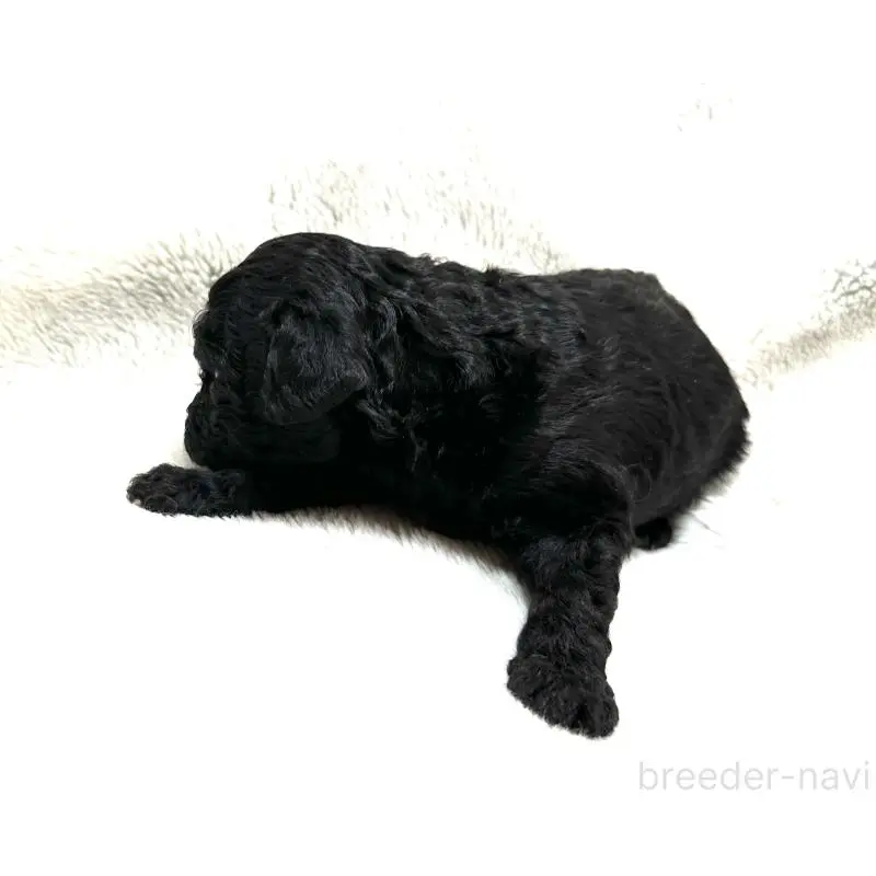 販売中の三重県のタイニープードル-456720の2枚目