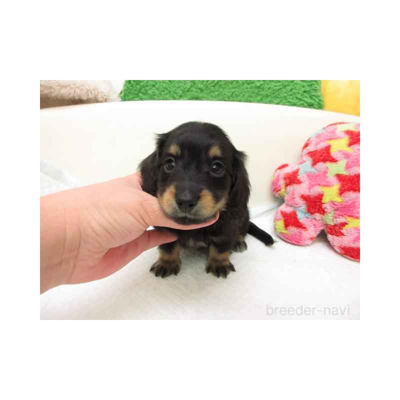 販売中の大阪府のミニチュアダックスフンド(ロングヘアード)-456721の2枚目