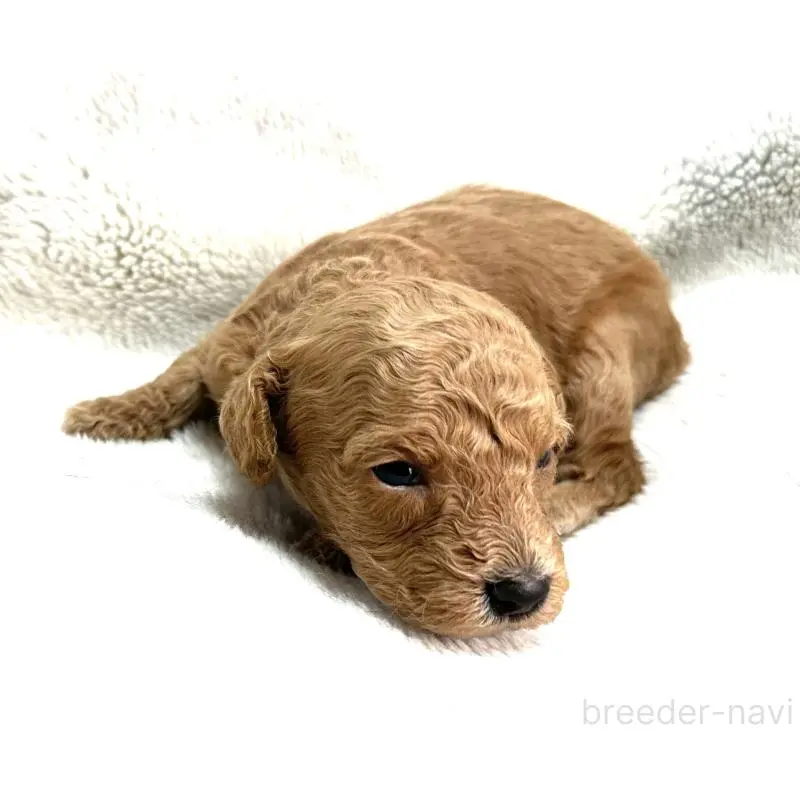 販売中の三重県のタイニープードル-456723の8枚目