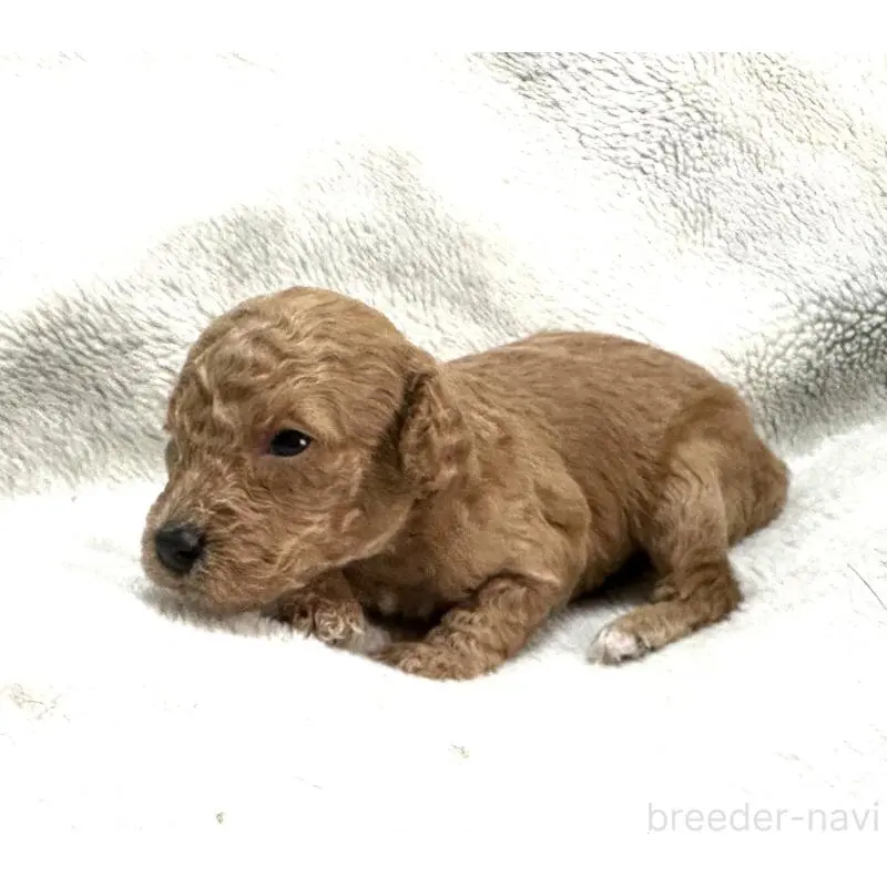 販売中の三重県のタイニープードル-456723の7枚目