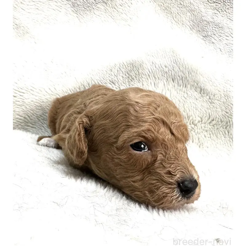 販売中の三重県のタイニープードル-456723の6枚目