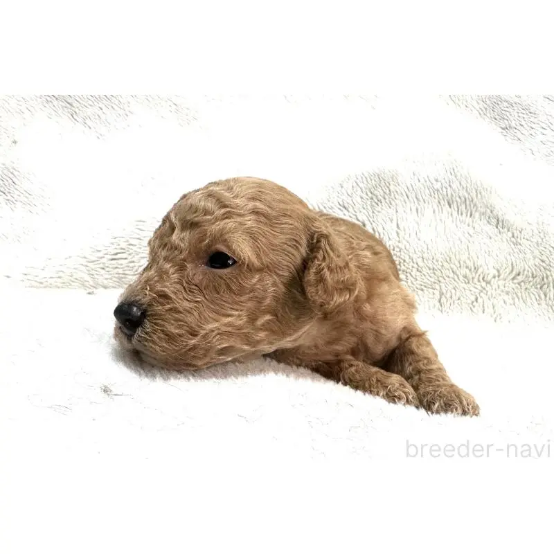 販売中の三重県のタイニープードル-456723の5枚目