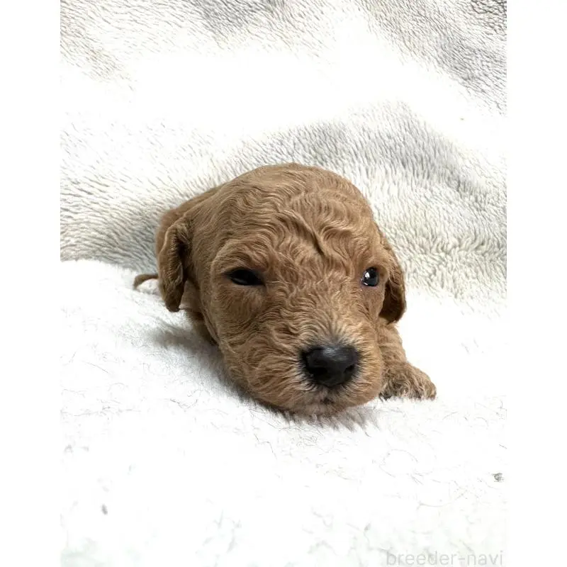 販売中の三重県のタイニープードル-456723の4枚目