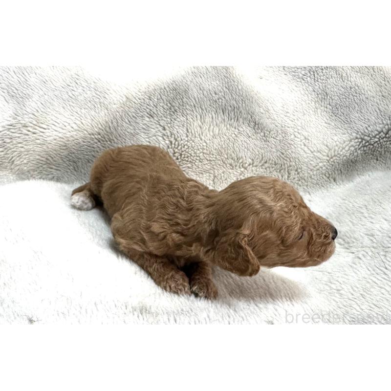 販売中の三重県のタイニープードル-456723の3枚目