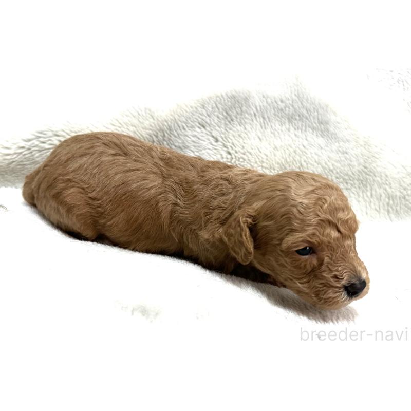 販売中の三重県のタイニープードル-456723の2枚目