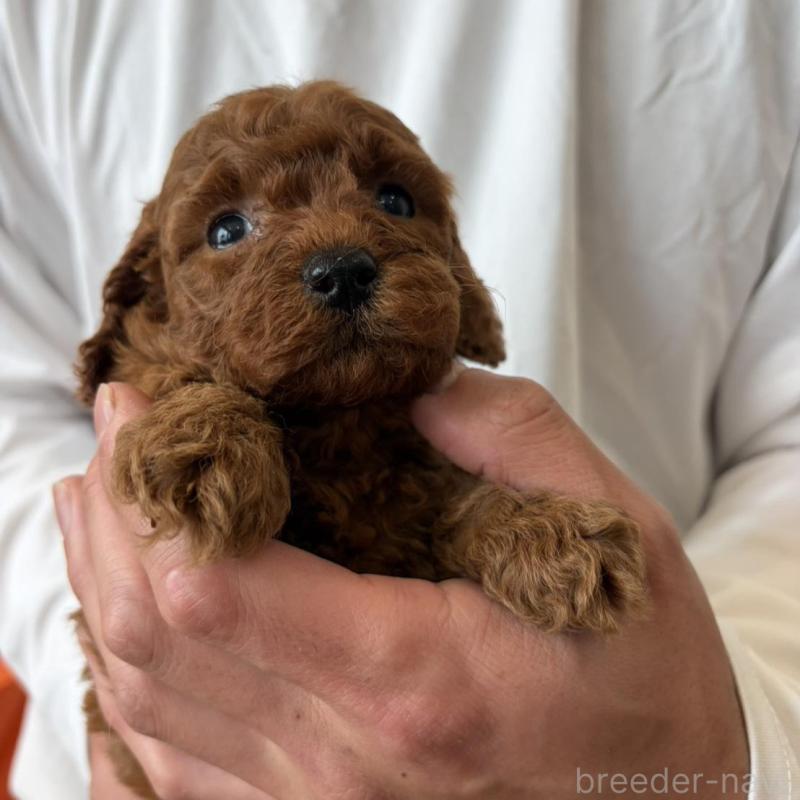 販売中の群馬県のミニチュアプードル-456724の3枚目