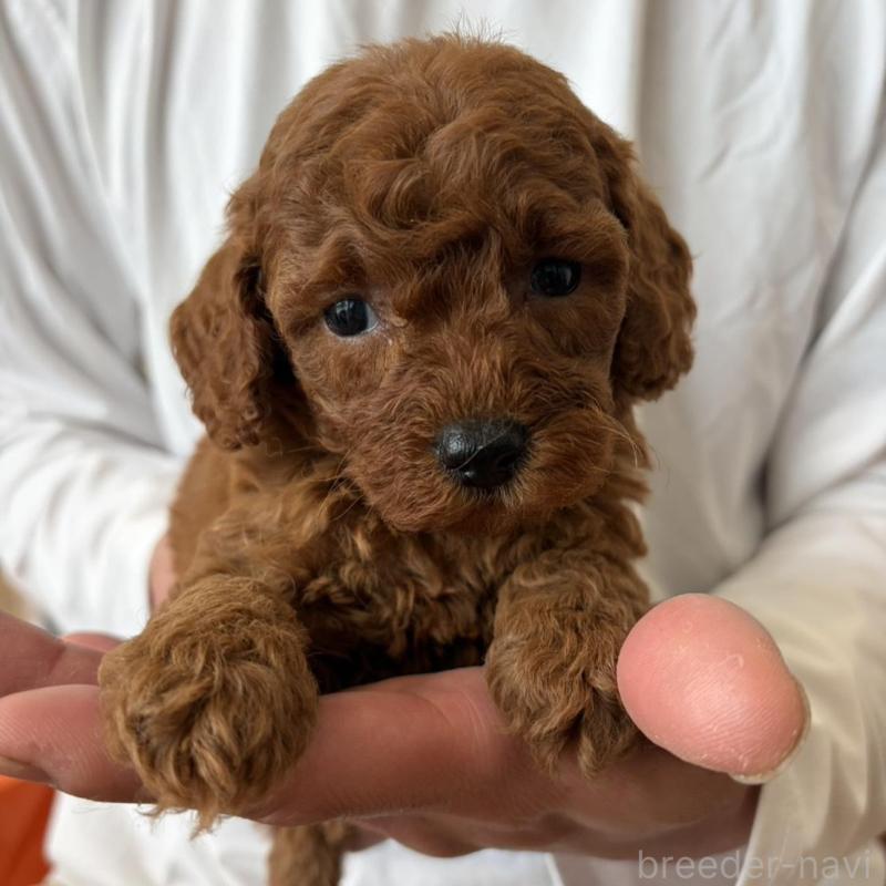 販売中の群馬県のミニチュアプードル-456724の2枚目