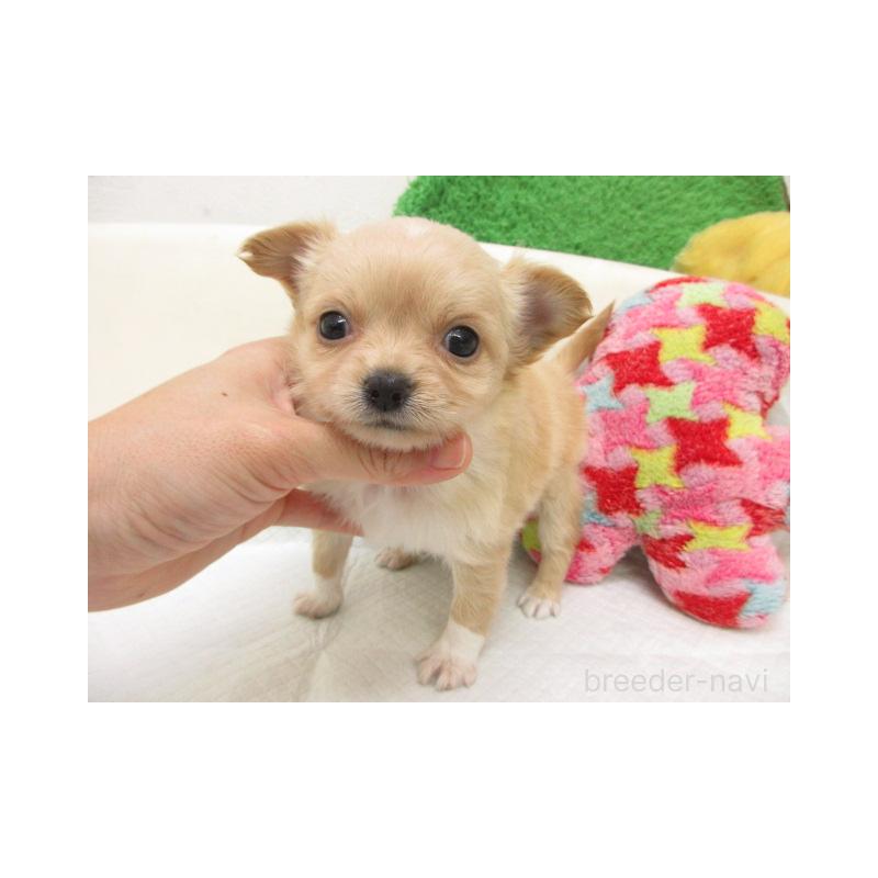 販売中の大阪府のチワワ(ロングコート)-456725の2枚目