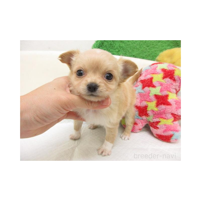 子犬