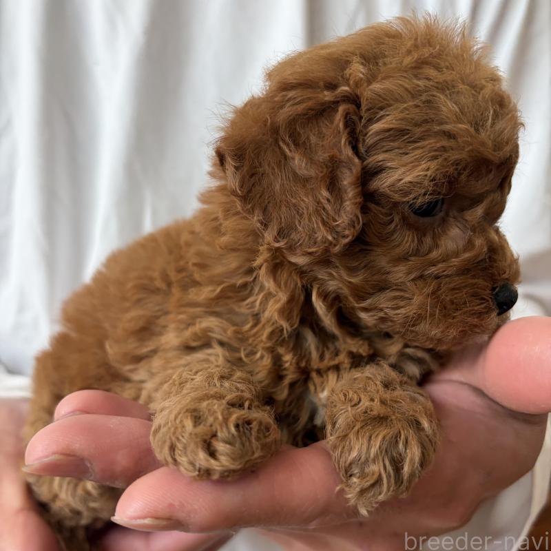 販売中の群馬県のミニチュアプードル-456726の3枚目