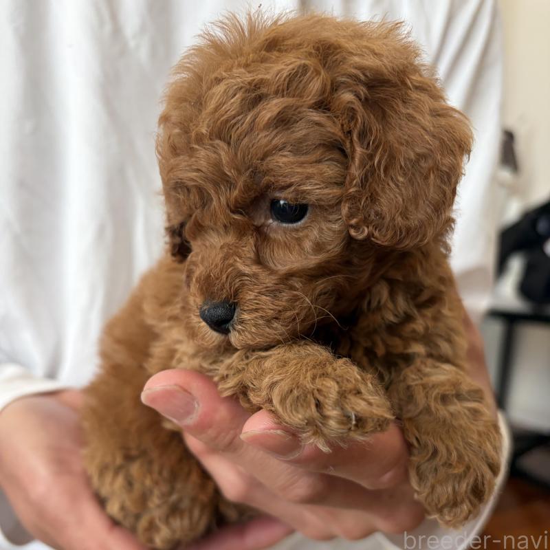 販売中の群馬県のミニチュアプードル-456726の2枚目