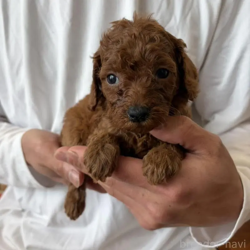 販売中の群馬県のミニチュアプードル-456727の3枚目