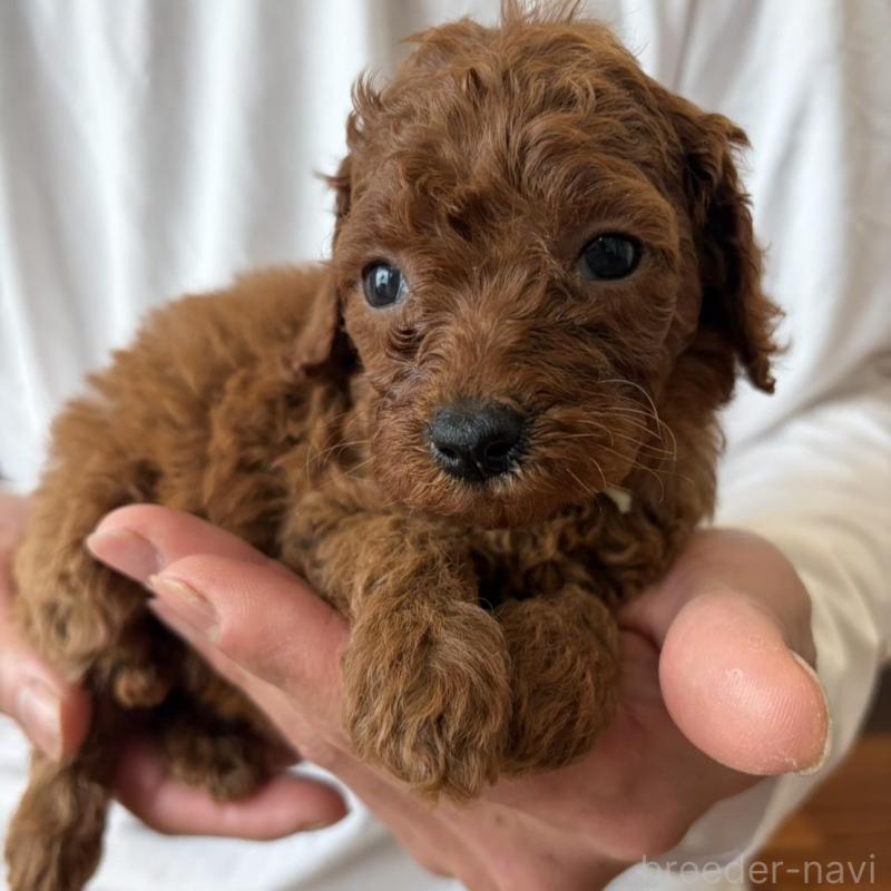 販売中の群馬県のミニチュアプードル-456727の2枚目