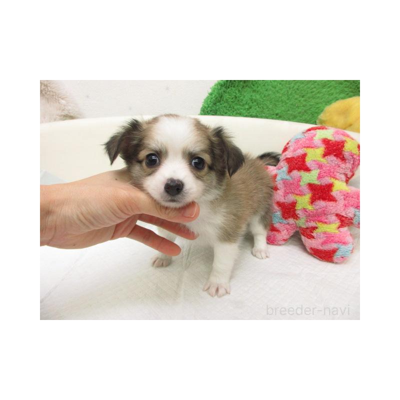 販売中の大阪府のチワワ(ロングコート)-456728の2枚目