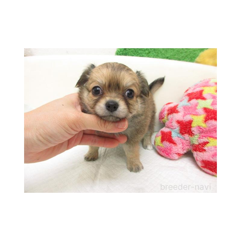 販売中の大阪府のチワワ(ロングコート)-456729の2枚目