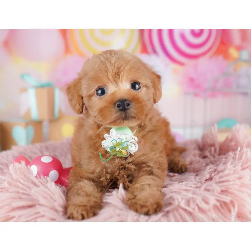 販売中の神奈川県のトイプードル-456730の15枚目