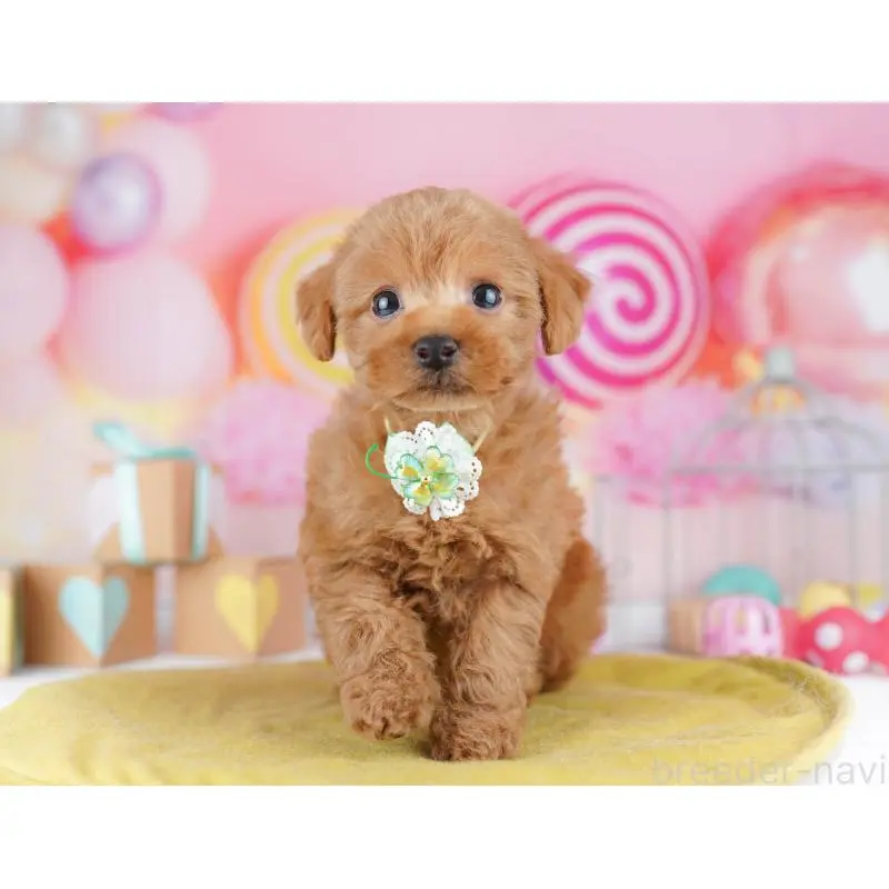 販売中の神奈川県のトイプードル-456730の14枚目