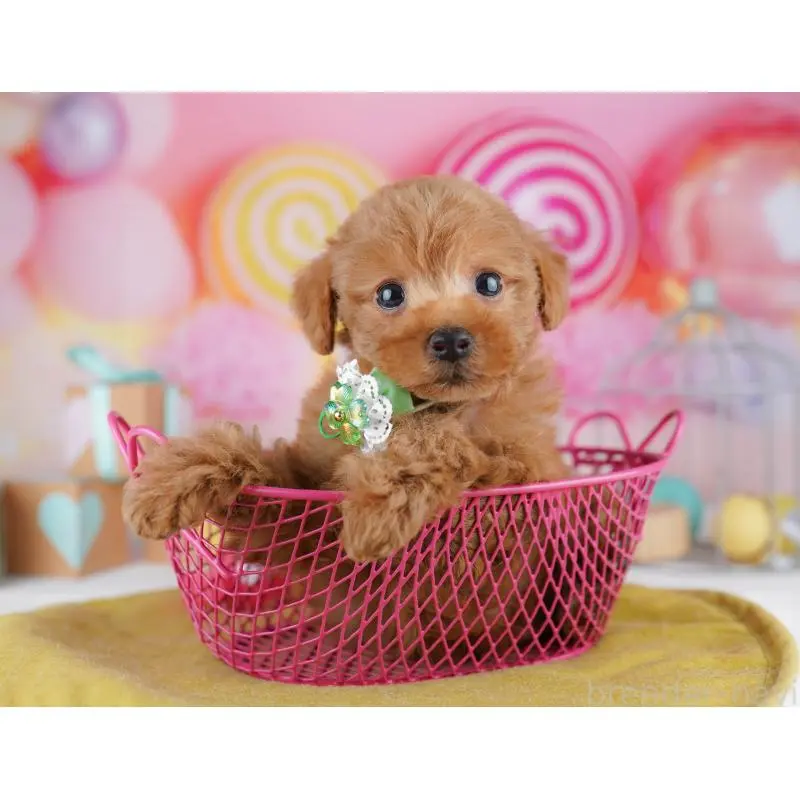 販売中の神奈川県のトイプードル-456730の13枚目