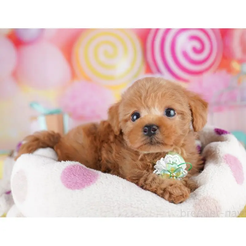 販売中の神奈川県のトイプードル-456730の12枚目