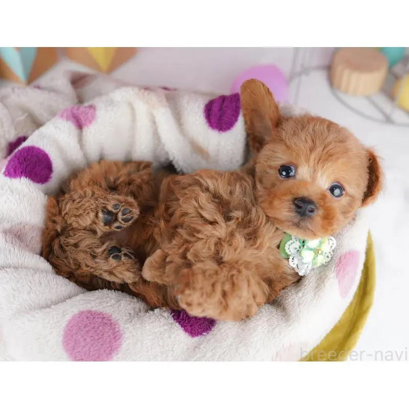 販売中の神奈川県のトイプードル-456730の11枚目