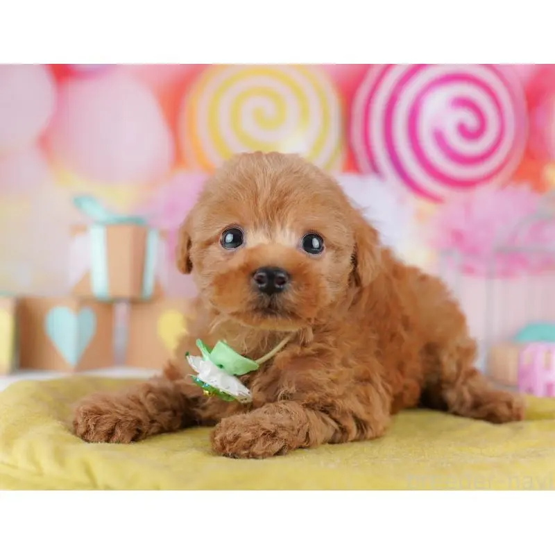 販売中の神奈川県のトイプードル-456730の10枚目