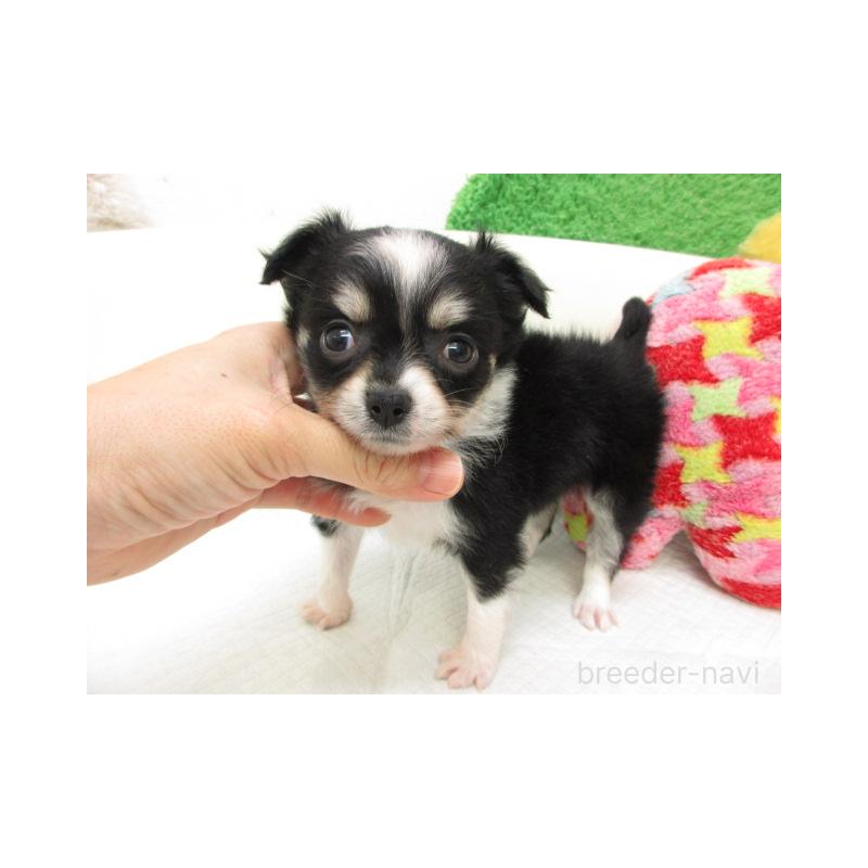 販売中の大阪府のチワワ(ロングコート)-456731の2枚目