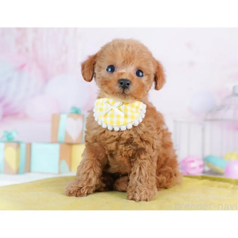 販売中の神奈川県のトイプードル-456732の15枚目