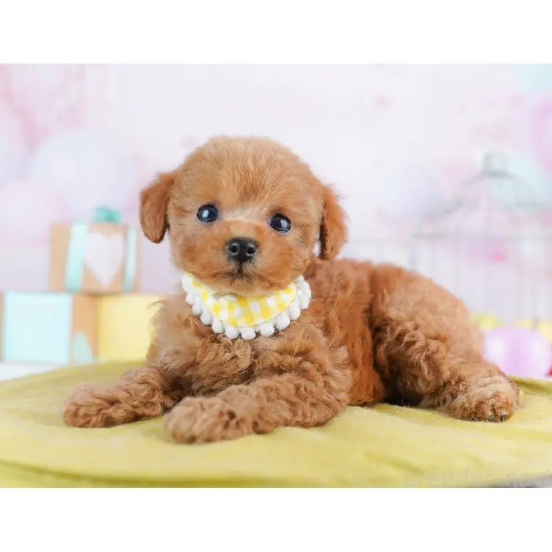 販売中の神奈川県のトイプードル-456732の14枚目