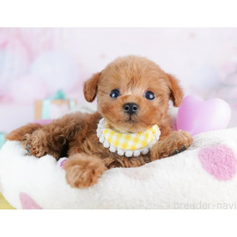 販売中の神奈川県のトイプードル-456732の13枚目